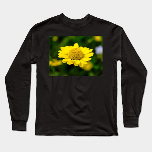 Yellow Anthemis on the dark background Long Sleeve T-Shirt by lena-maximova